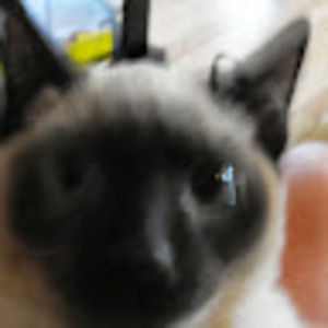 Meet your Posher, Angie